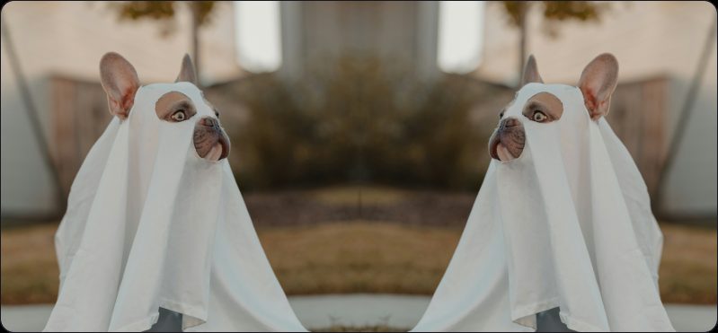 Twee Franse buldogjes verkleed voor Halloween kijken in de camera