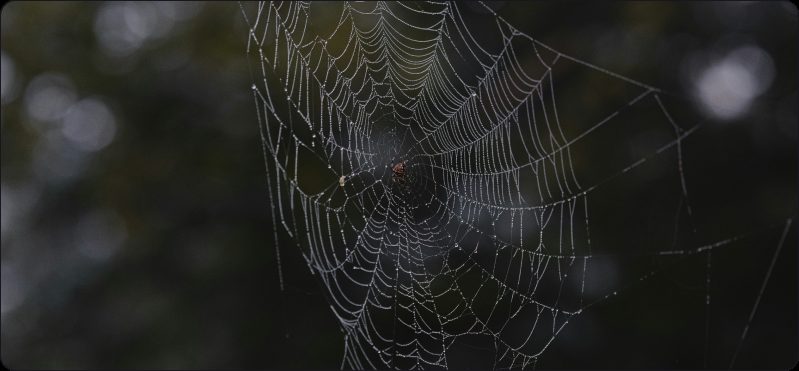 Grote griezelige spin in een web